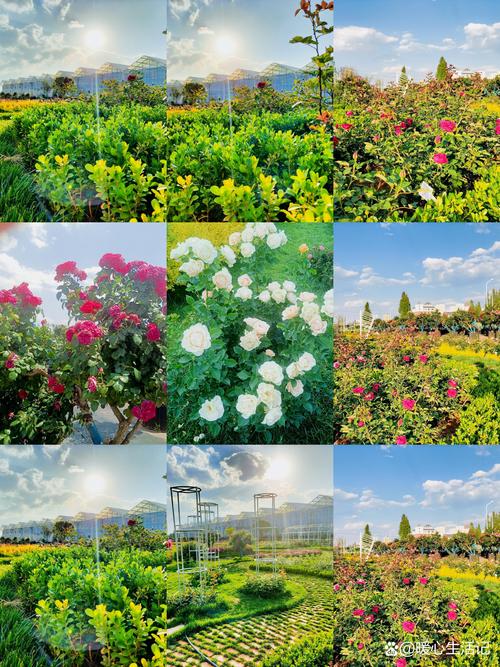 焦作观赏花卉避坑指南：2026年玩转花色、花期与精准养护全攻