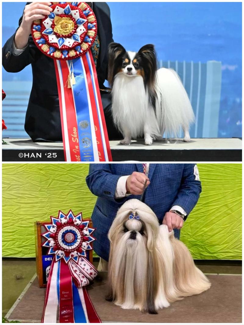2026哈密蝴蝶犬厂家排名:蝴蝶犬纯种推荐TOP5