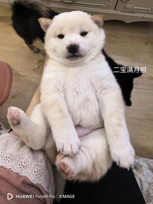 阜新宠物毛发拉直5大正规机构推荐：技术、价格及避坑指南