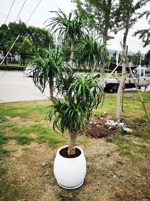 淮安盆栽绿植种植厂家哪家好？2026年正规源头选购与科学种植