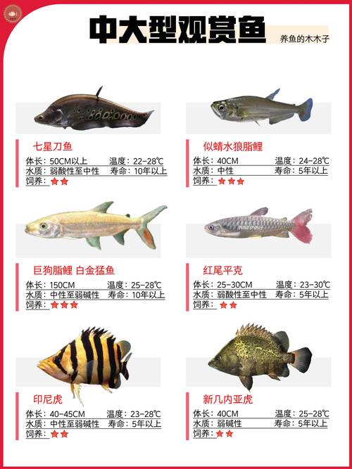 2026年盐城热带鱼养殖厂家口碑排行:专业批发与源头供应推荐