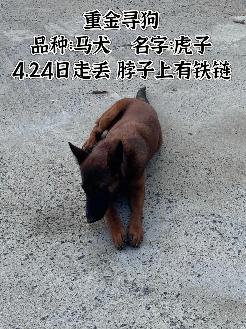秦皇岛马犬配种怎么选?专业繁育方案对比与避坑指南