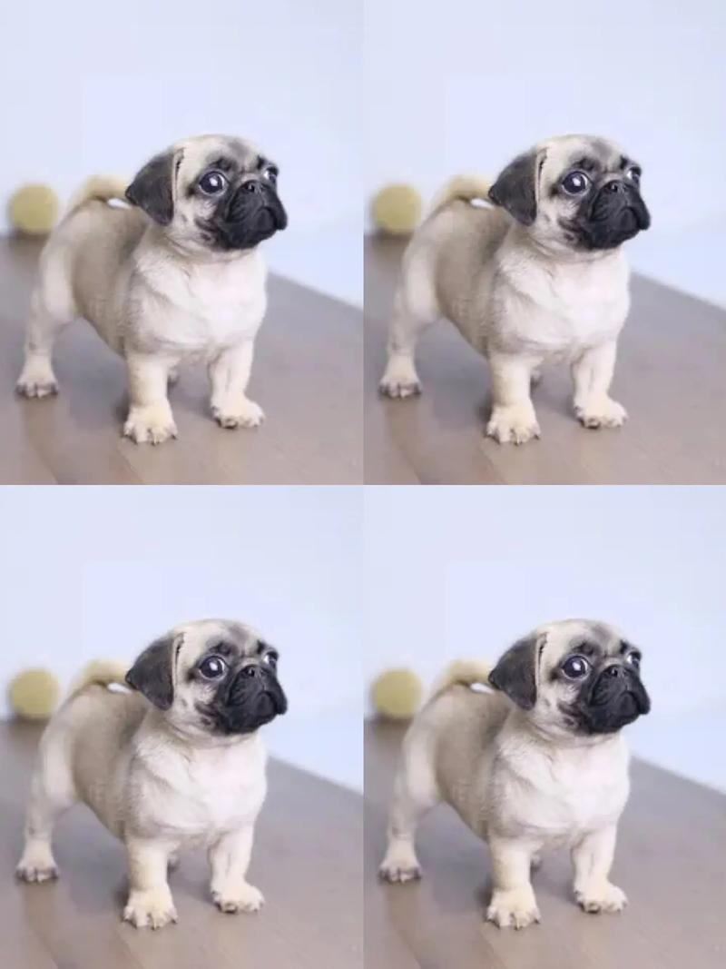 鹤壁巴哥纯种推荐：2026年正规犬舍避坑指南与价格参考