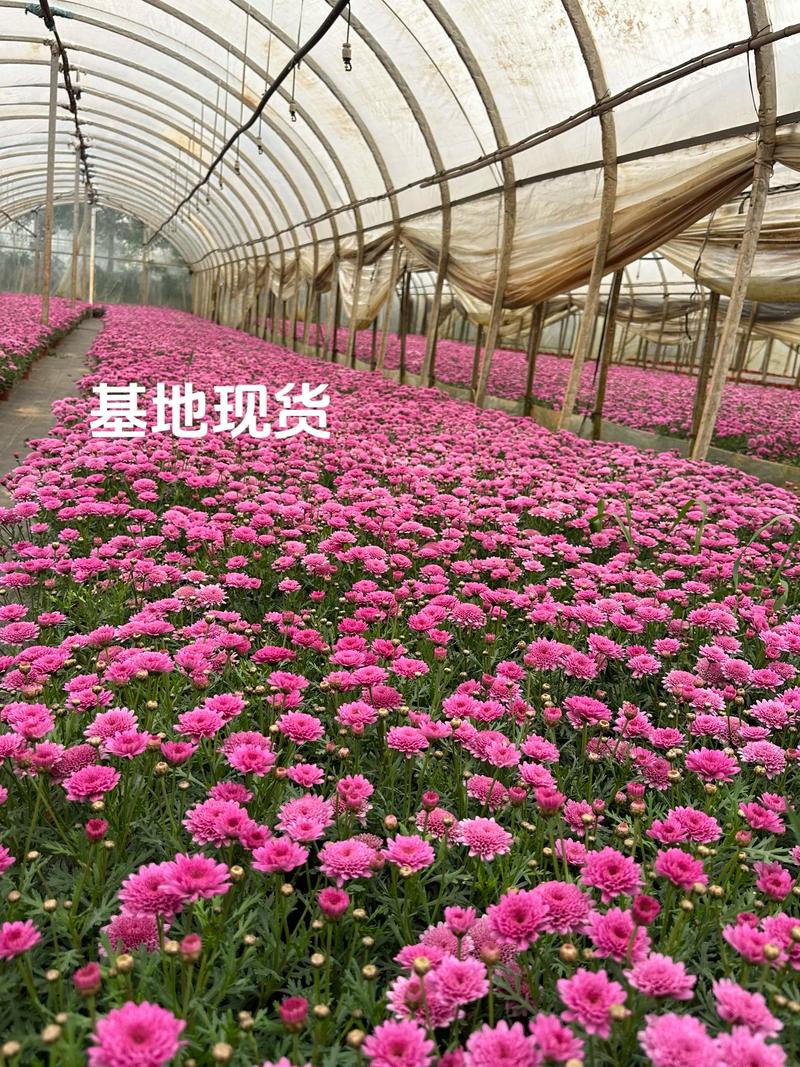 益阳鲜花工程供货商家推荐2026:工程绿化场景下的采购与施工