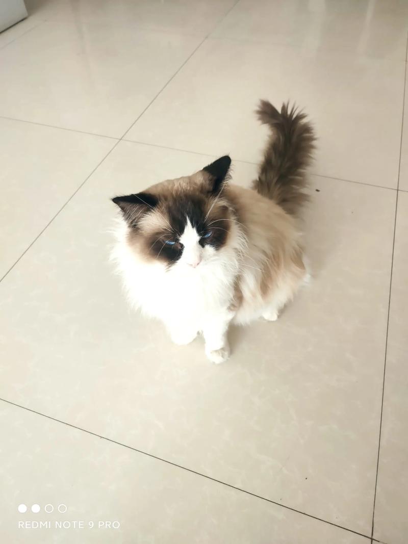 廊坊布偶猫纯种前五 2026正规推荐清单与避坑指南