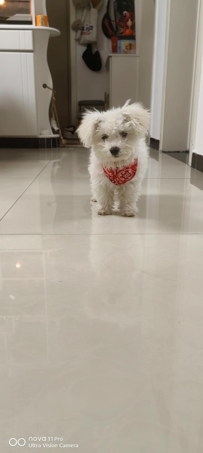2026保山比熊正宗避坑：专业选犬攻略与口碑店家推荐