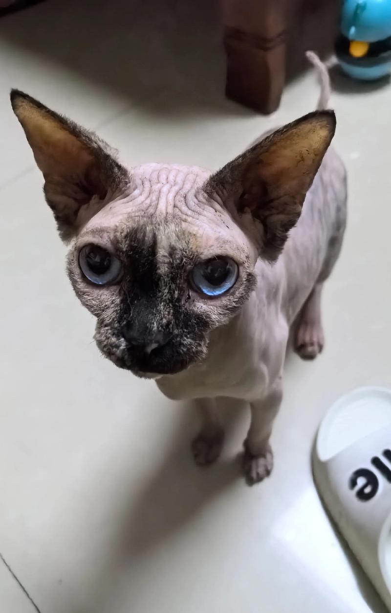 2026年吕梁斯芬克斯无毛猫配种排行与正规渠道指南:价格、口