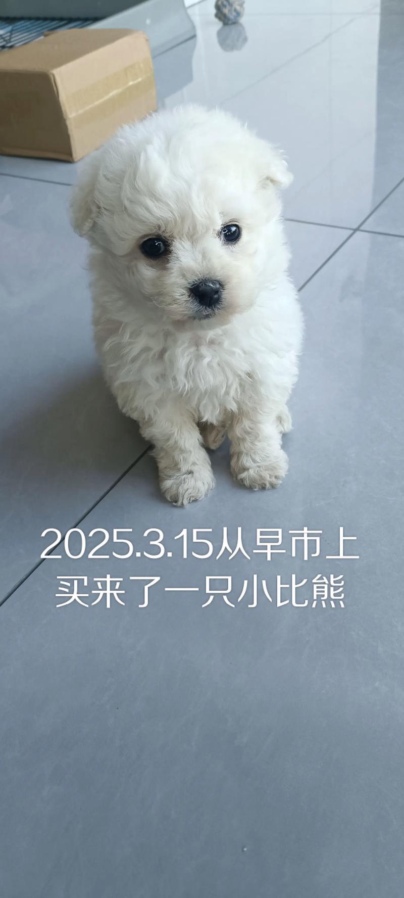 南阳比熊出售盘点：正规厂家推荐与避坑指南，2026年如何选择