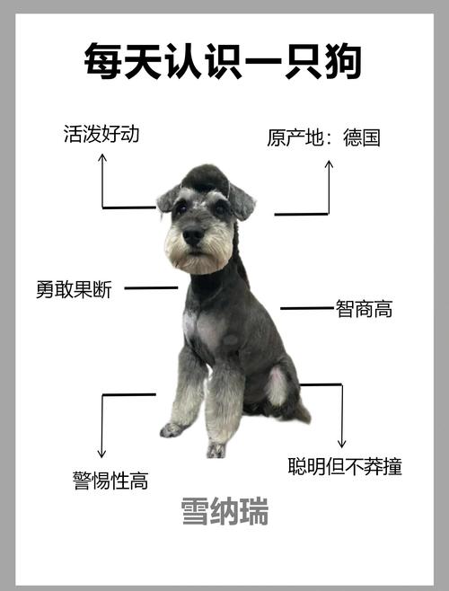 2026厦门雪纳瑞纯种口碑推荐：正规犬舍选购指南与避坑指南