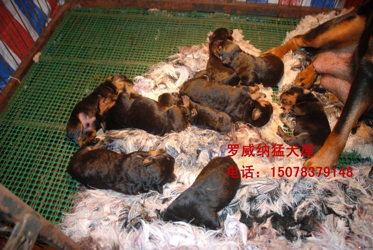 2026北京罗威纳配种前十正规繁育基地盘点，价格、避坑与选择