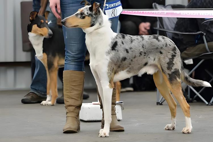 2026年鄂尔多斯柯利犬正规厂家推荐及选购指南:从血统到价格
