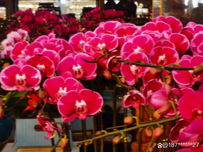 青岛鲜花批量采购供货商家口碑：2026年源头好货甄选与避坑指
