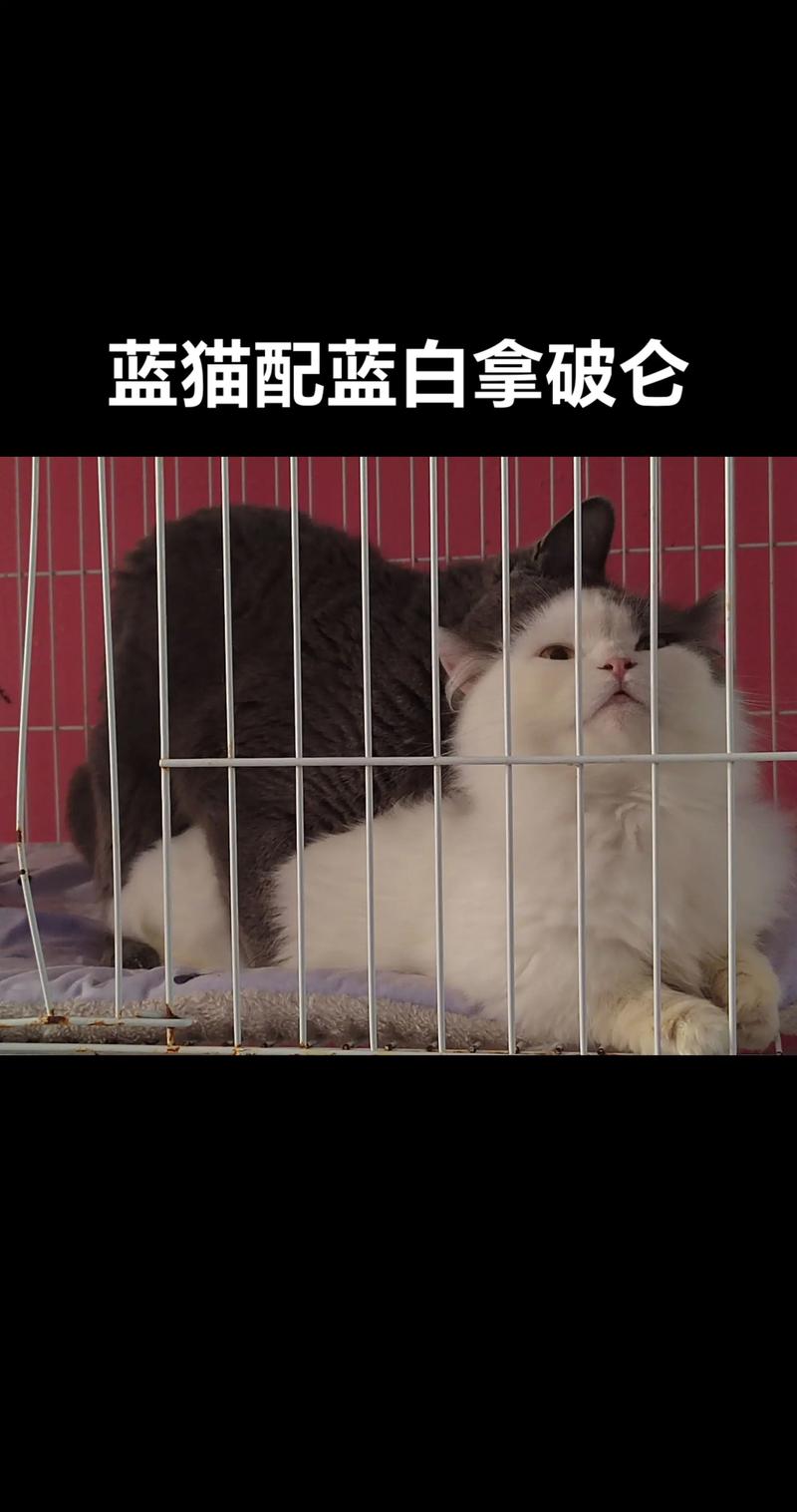 大连蓝猫配种正规口碑机构推荐：2026年排名榜单与价格参考
