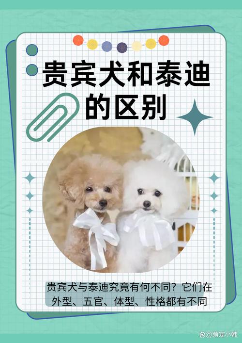 2026广州泰迪配种正规服务平台推荐:正规前5名榜单及避坑指