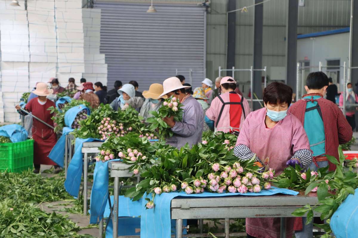 潍坊鲜花加工厂推荐(2026年版):如何筛选正规源头厂家与避