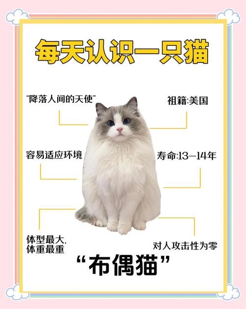 2026吉林布偶猫纯种怎么选?五大选购方案深度对比与避坑指南