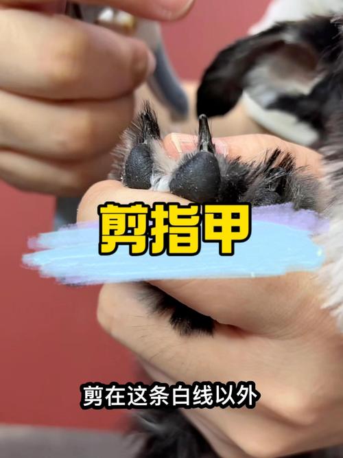 南昌宠物指甲修剪十强服务商推荐及日常养护全攻略