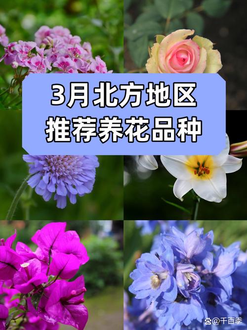 2026鹤壁鲜花绿植本地服务商盘点：前3强推荐与专业避坑指南