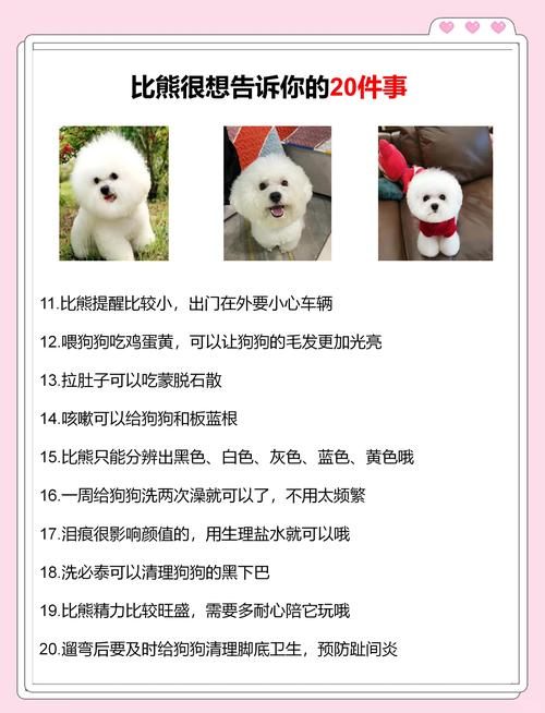益阳比熊配种费用参考2026:价格区间与正规机构选择指南