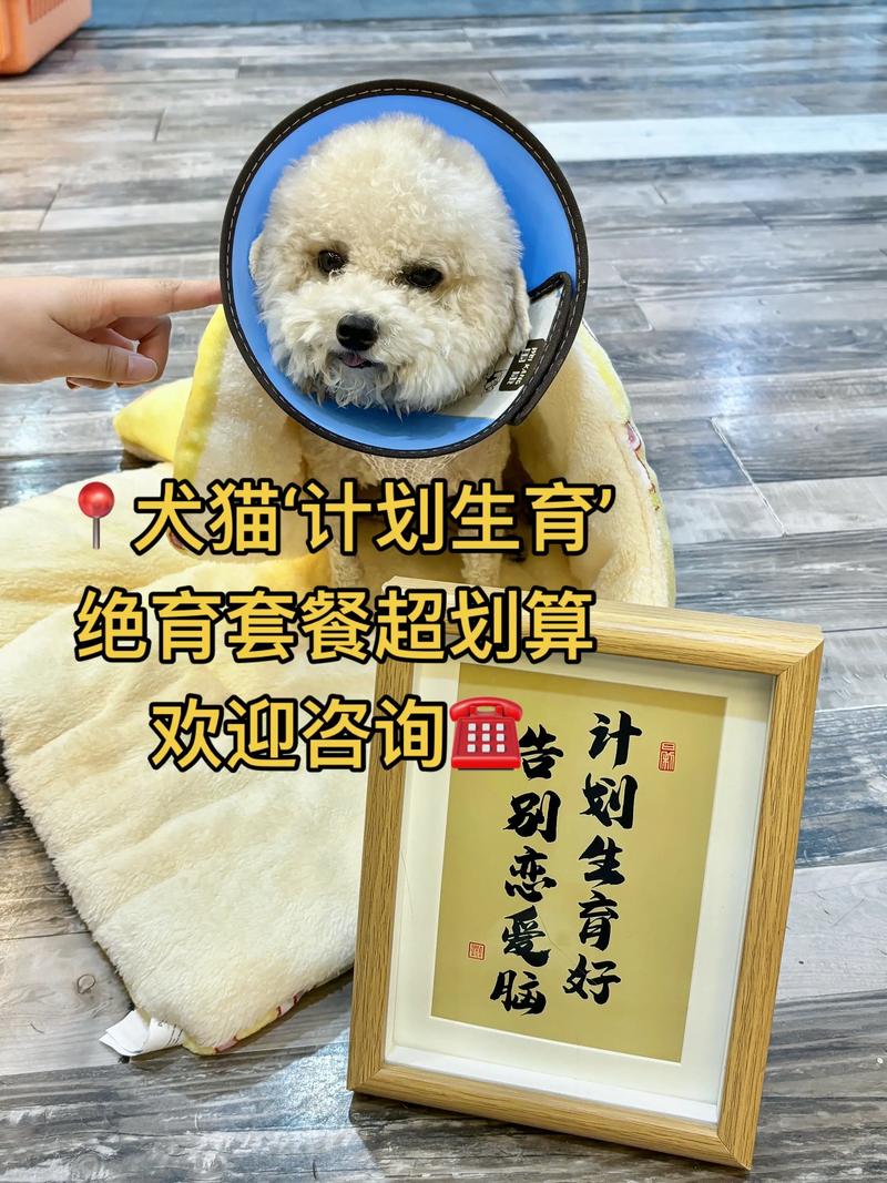 2026年湘西宠物绝育咨询与洗护服务TOP5推荐:价格、口碑