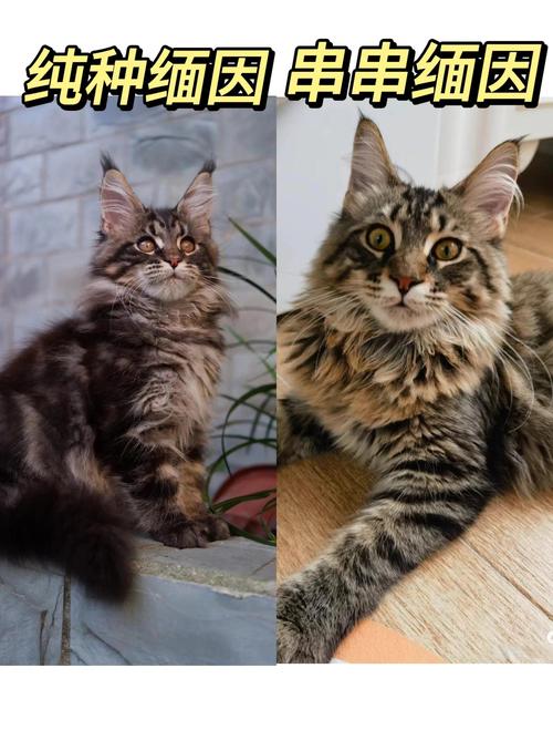 盐城缅因猫配种口碑如何?2026年盐城缅因猫配种推荐与避坑指