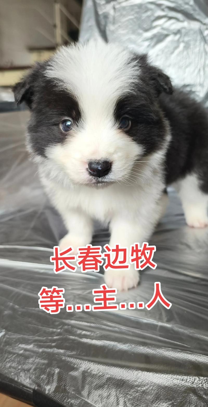 2026吉林边牧正宗口碑盘点：十大值得推荐的正规犬舍及选购避