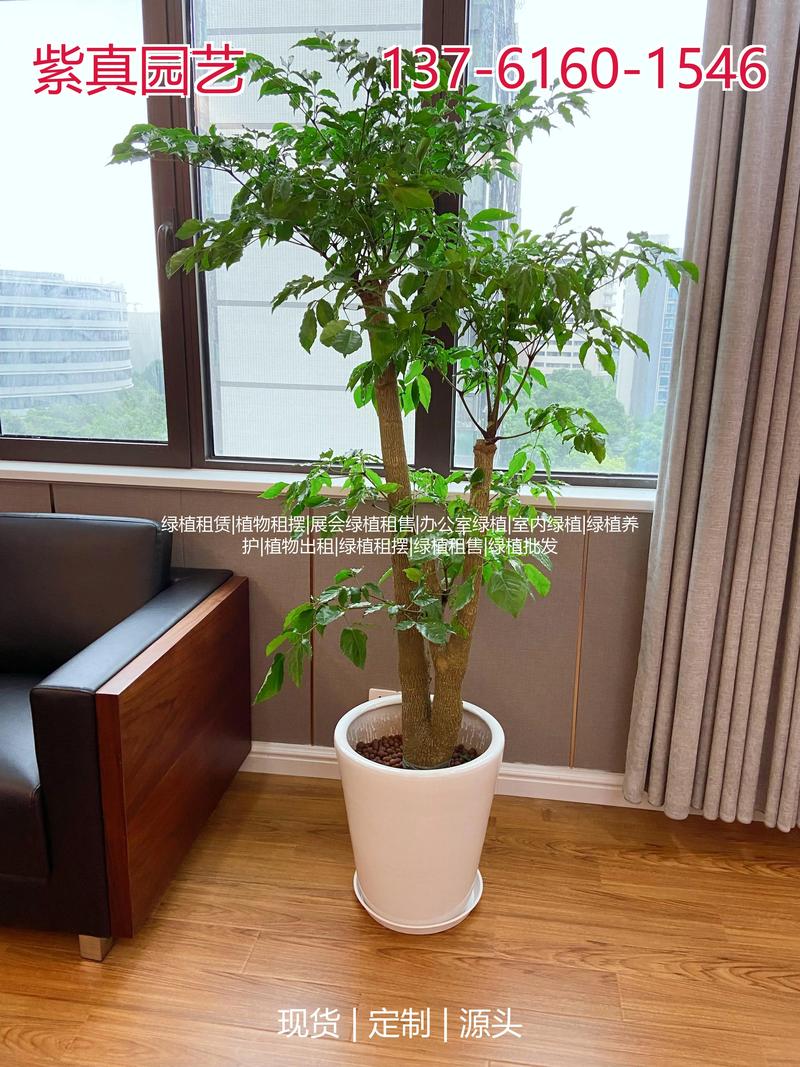 2026芜湖绿植盆栽代理商费用参考:价格区间与专业选择指南