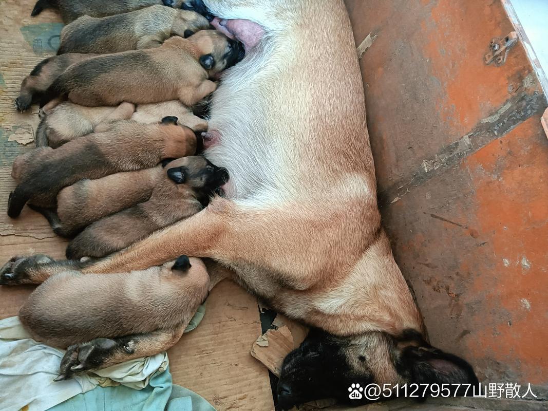 兰州比格配种前三强盘点:2026年正规犬舍排名、价格与避坑指