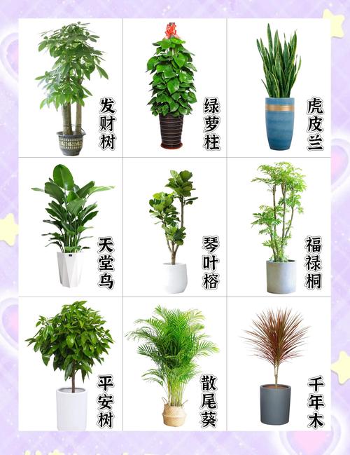 哈尔滨本地盆栽绿植排名：2026年庭院风水与养护全攻略