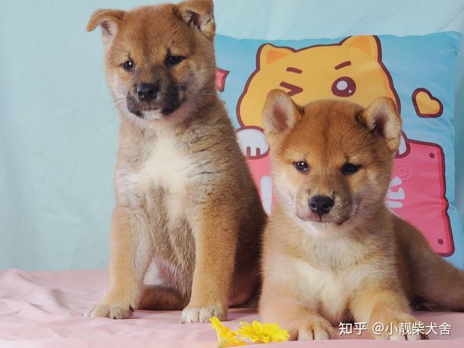 2026年铜仁柴犬厂家价格行情全解析:正规渠道选购指南与避坑