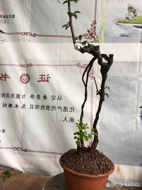 2026贺州盆景养护公司口碑盘点：专业养护全攻略与避坑指南