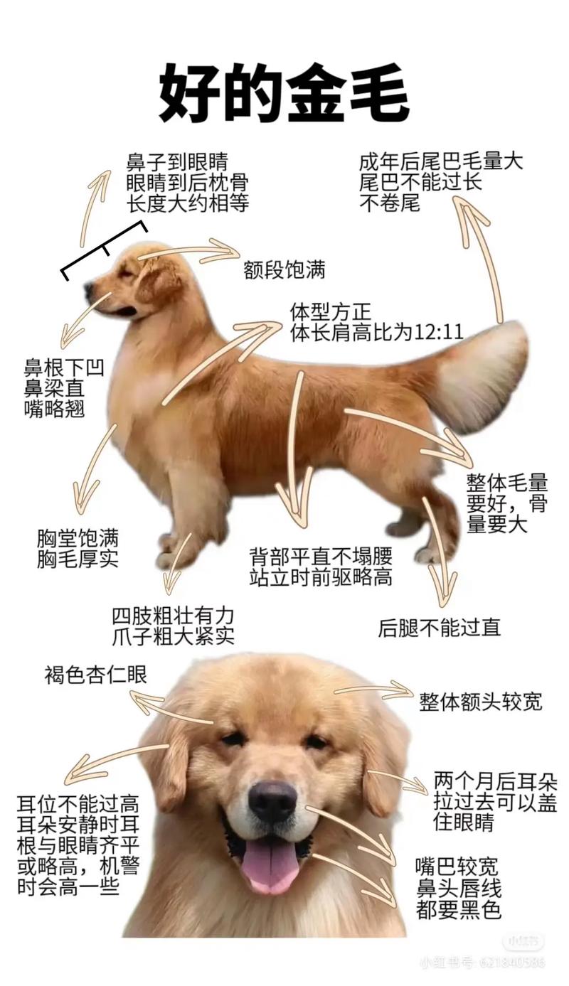 盐城金毛出售怎么选?2026年正规犬舍避坑指南与选购全攻略