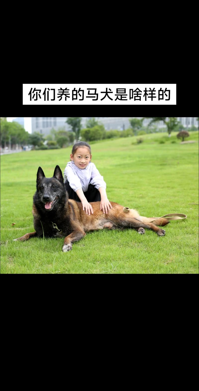 黔东南马犬配种前十强榜单:2026年正规繁育机构推荐与避坑指