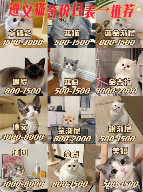 2026年阿拉善褴褛猫出售正规渠道选购清单与避坑指南