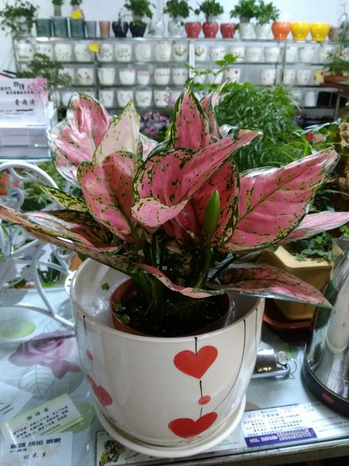 2026天水鲜花绿植工程施工口碑盘点:工程绿化技术标准与正规