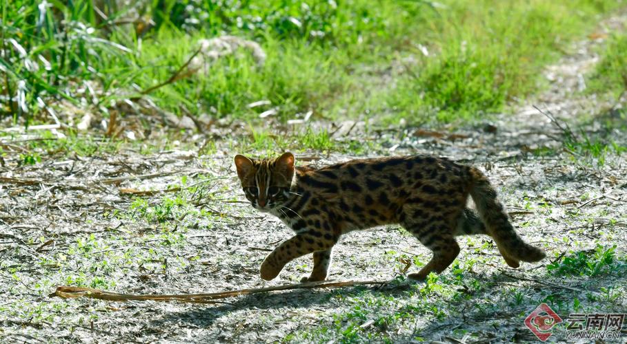 2026台州豹猫厂家5大推荐:正规源头、价格与避坑指南