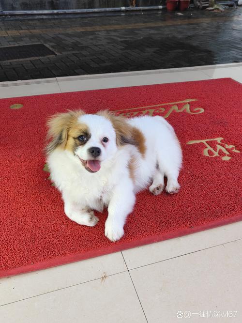 2026云浮蝴蝶犬配种推荐:正规繁育中心与服务指南