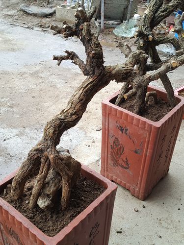 贵阳景观盆景二手出售多少钱？2026庭院绿植选购指南与正规渠