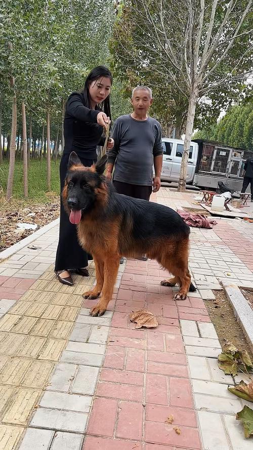 衡水德牧出售怎么选？2026正规渠道避坑与专业选购指南