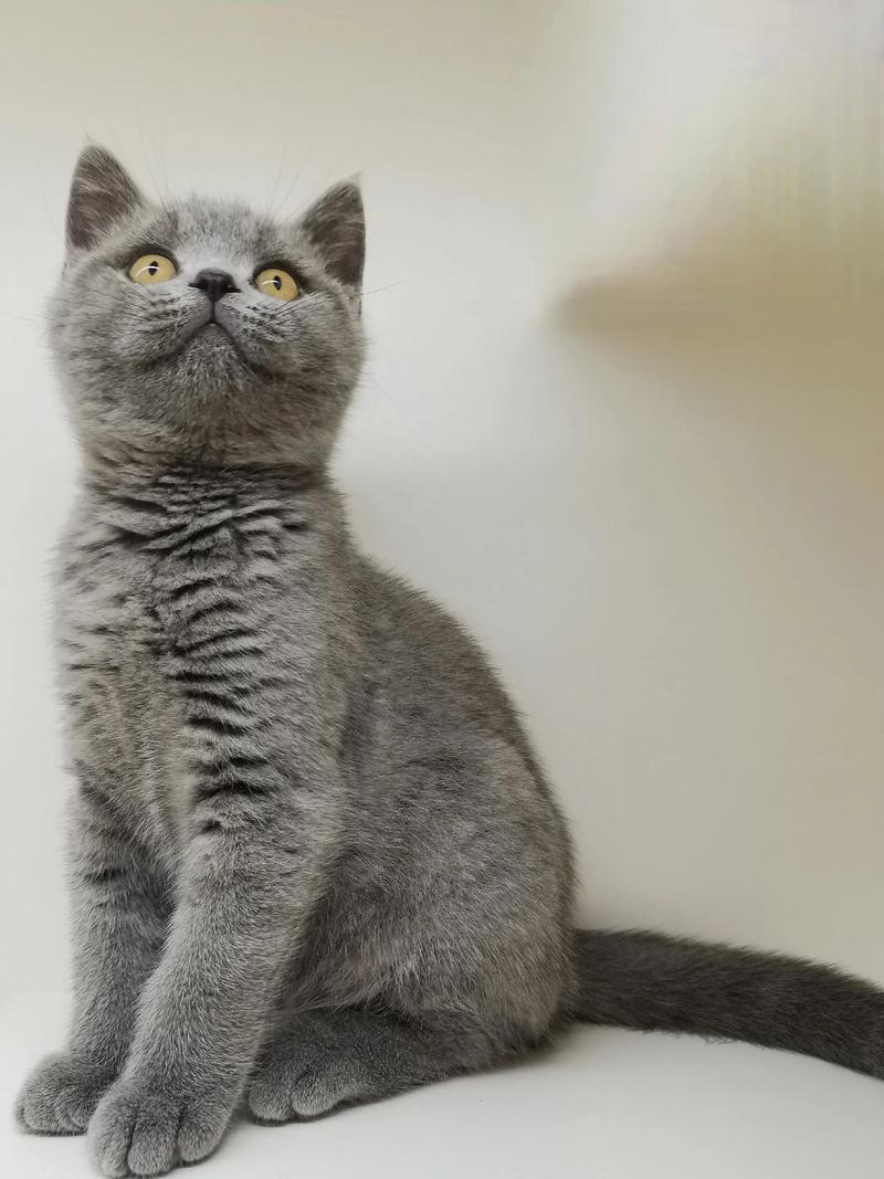 2026长沙英短蓝猫纯种专业选购指南：如何避开套路选出口碑T