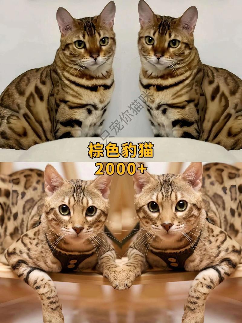 2026太原豹猫配种推荐:正规价格参考与专业避坑指南