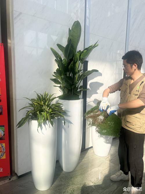 常州绿植盆栽长期租赁专业攻略:2026庭院风水与源头厂家避坑