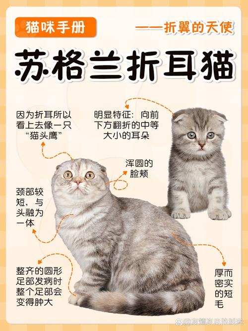 2025年正规苏格兰折耳猫纯种费用参考：从低价诱饵到高端血统