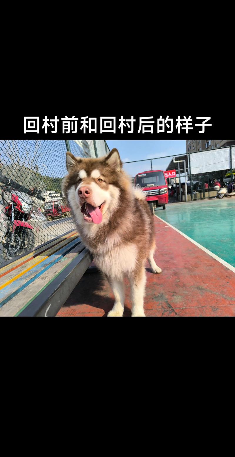 2026年张家口阿拉斯加配种前5名盘点:正规犬舍选择指南与避