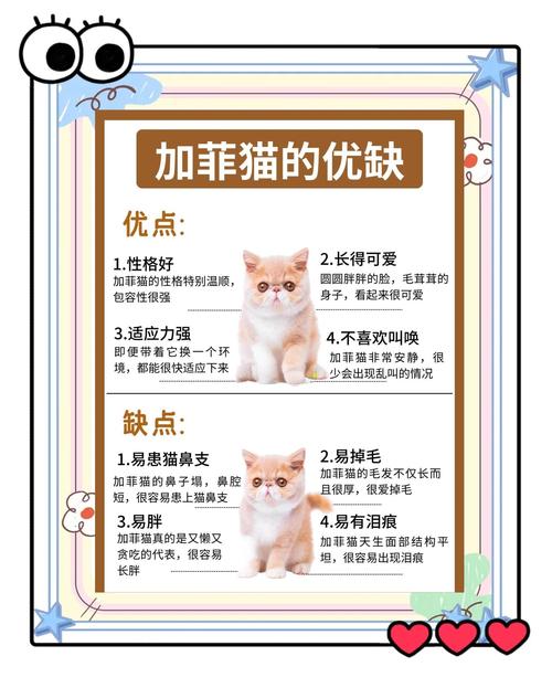 2026德州加菲猫纯种哪家强?正规繁育基地TOP3推荐与价格 2026德州加菲猫纯种哪家强?正规繁育基地TOP3推荐与价格