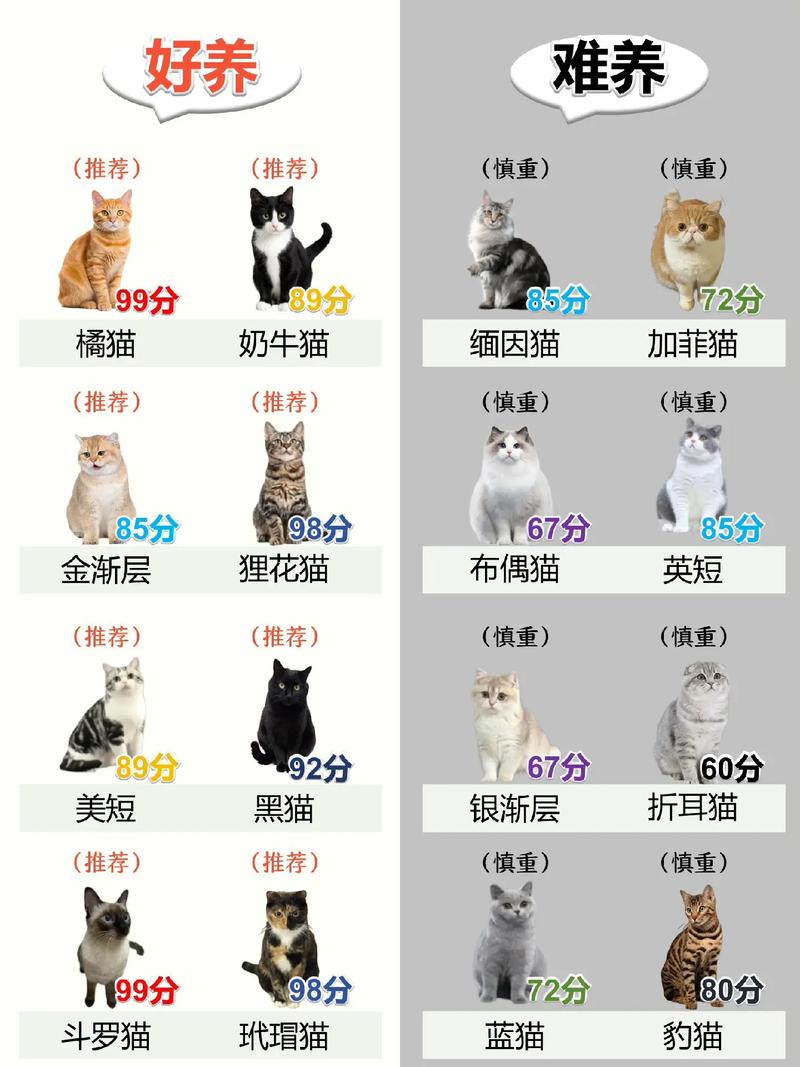 2026德州加菲猫纯种哪家强?正规繁育基地TOP3推荐与价格