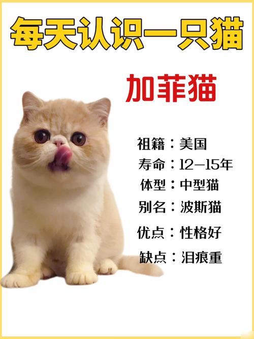 2026德州加菲猫纯种哪家强?正规繁育基地TOP3推荐与价格 2026德州加菲猫纯种哪家强?正规繁育基地TOP3推荐与价格