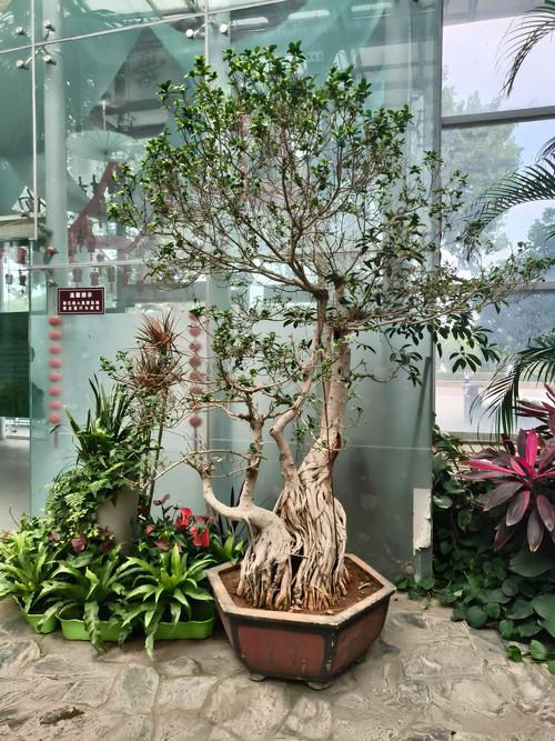 铜仁哪里有观赏绿植出售?2026年5大正规购买渠道与避坑指南