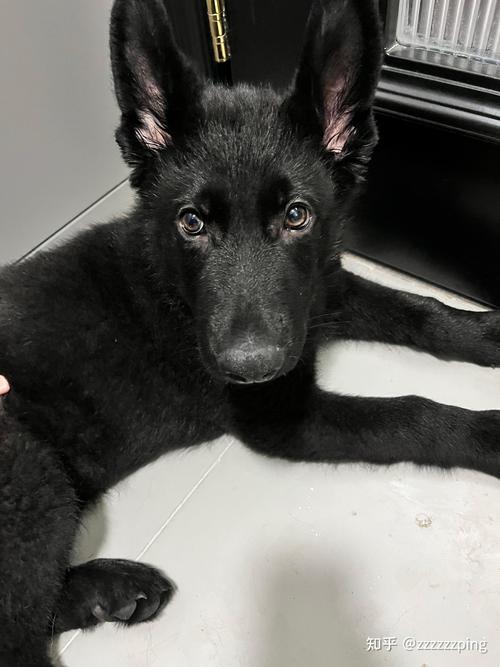 2026年宜宾德牧厂家正规5大推荐:口碑好的德牧纯种犬舍排行