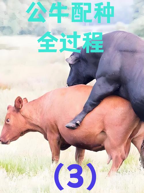 2026黔东南伯恩山配种专业机构推荐与避坑指南